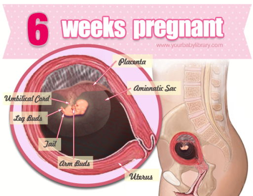 Thai 6 tuần đã có phôi thai chưa
