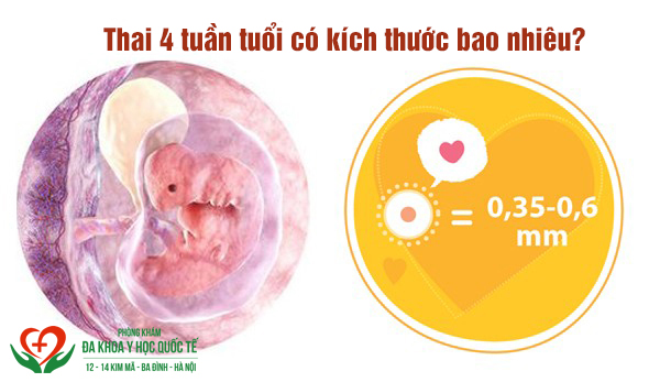 Thai 4 tuần tuổi có kích thước bao nhiêu