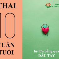 thai-10-tuan-tuoi-co-kich-thuoc-bao-nhieu