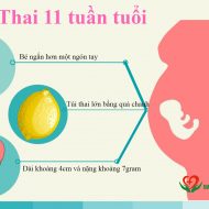 thai-11-tuan-tuoi-phat-trien-nhu-the-nao