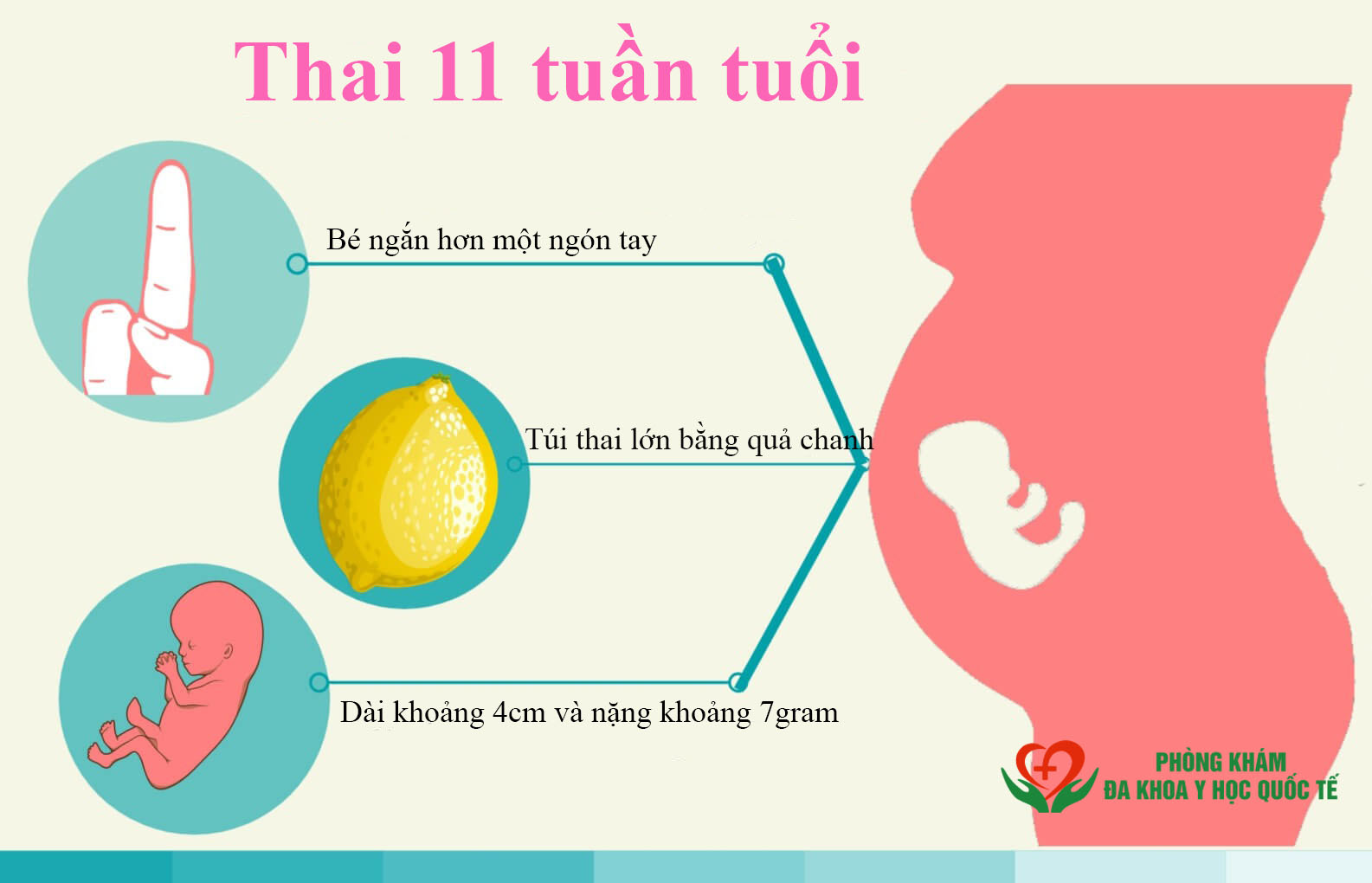 Thai 11 tuần tuổi phát triển như thế nào